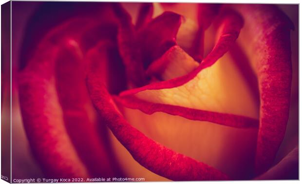 A close up of a flower Canvas Print by Turgay Koca