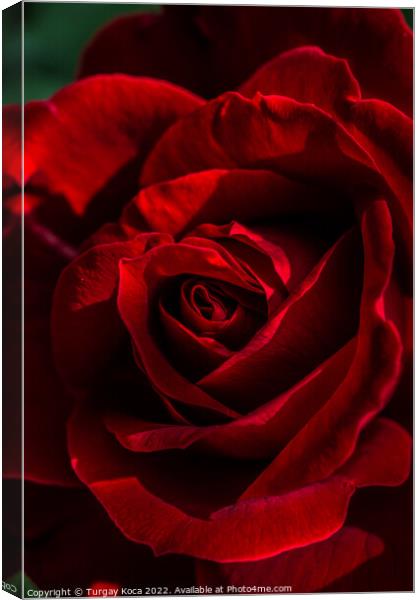 Beautiful fresh roses in close up view Canvas Print by Turgay Koca