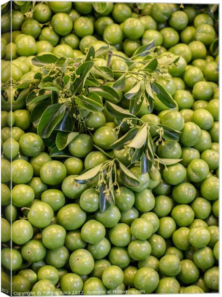  Green unripe plums in bazaar market place Canvas Print by Turgay Koca