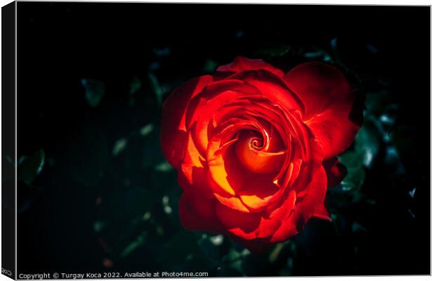 Beautiful fresh roses in close up view Canvas Print by Turgay Koca