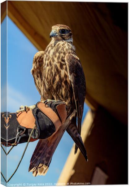 Falcon hawk bird sitting on falconers hand during show Canvas Print by Turgay Koca