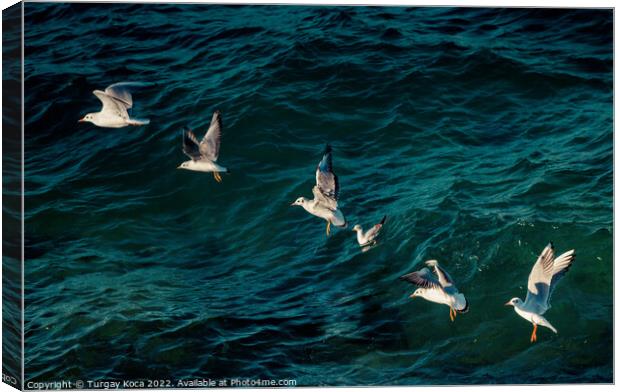 Seagulls are flying over sea waters Canvas Print by Turgay Koca