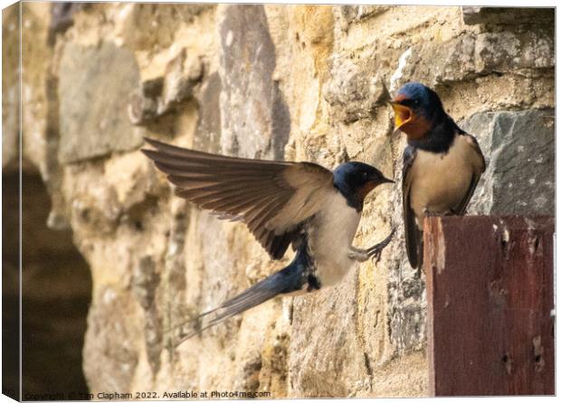 Barn Swallows coming home Canvas Print by Tim Clapham