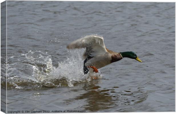 Mallard Duck taking off with water running off wings.  Canvas Print by Tim Clapham