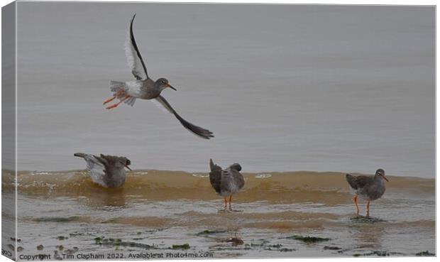 Redshanks in flight & on the Beach  Canvas Print by Tim Clapham