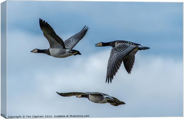 3 Barnacle geese in perfect flight formation Canvas Print by Tim Clapham