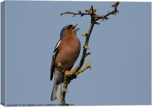 Chaffinch singing against a perfect blue sky Canvas Print by Tim Clapham