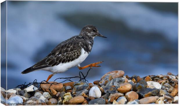 Turnstone striding out on Whitstable Beach Canvas Print by Tim Clapham