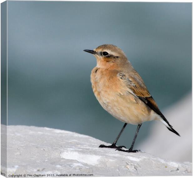 Wheatear on a rock Whitstable Canvas Print by Tim Clapham