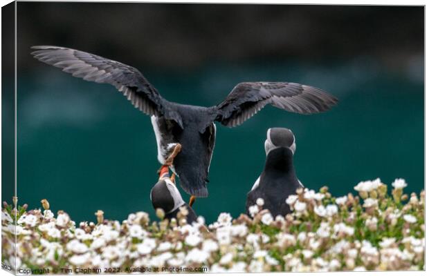 Puffin lands on other puffin Canvas Print by Tim Clapham
