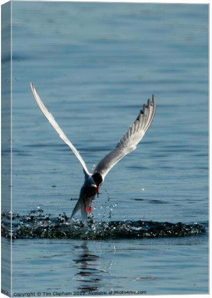 Tern catching a fish Canvas Print by Tim Clapham