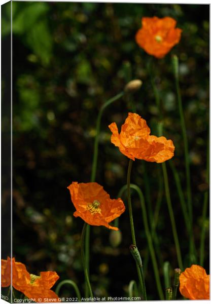 Bright Orange Bowl-shaped Iceland Poppies. Canvas Print by Steve Gill
