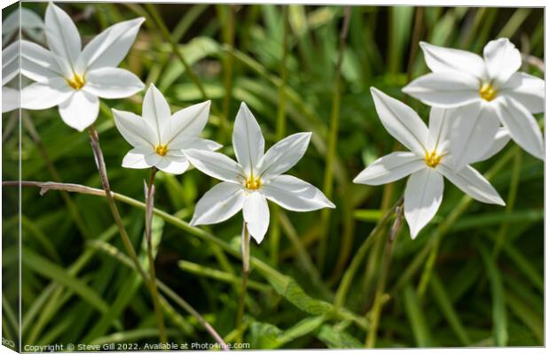 Star-shaped white starflower 'Alberto Castillo'. Canvas Print by Steve Gill