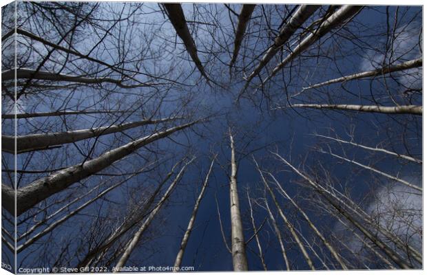 Tall Straight Leafless Aspen Trees. Canvas Print by Steve Gill