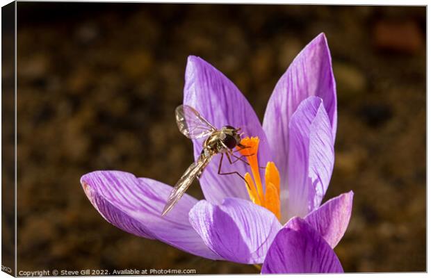Hoverfly Pollinating a Crocus. Canvas Print by Steve Gill