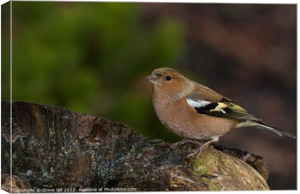 Male Chaffinch Perched on a Tree Stump. Canvas Print by Steve Gill
