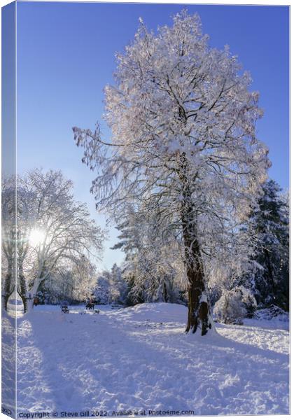 Wintry sunshine illuminating Snow Covered Trees in Canvas Print by Steve Gill