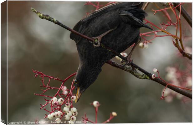 Male Blackbird Feeding on White Berries in a Tree. Canvas Print by Steve Gill
