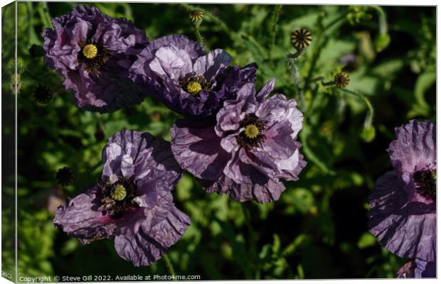Crinkled Delicate Purple Poppies.  Canvas Print by Steve Gill