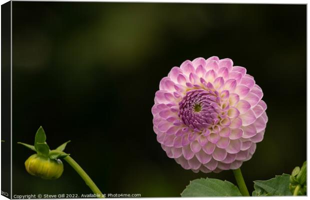 Delicate Pale Pink Ball Dahlia. Canvas Print by Steve Gill