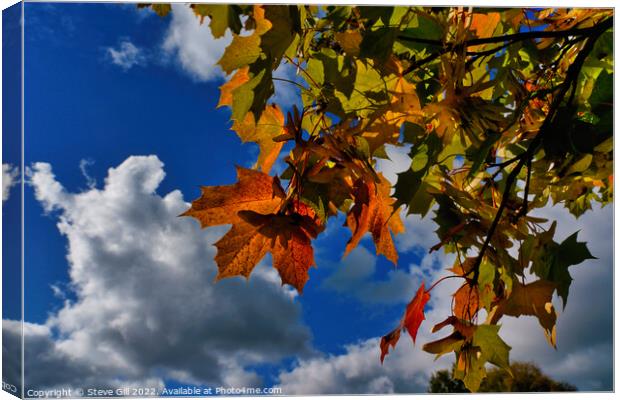 Vibrant Red,Yellow and Green Autumn Maple Leaves.  Canvas Print by Steve Gill