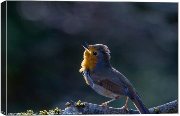Backlit Robin with Orange and Grey Plumage Perched on a Branch. Canvas Print by Steve Gill