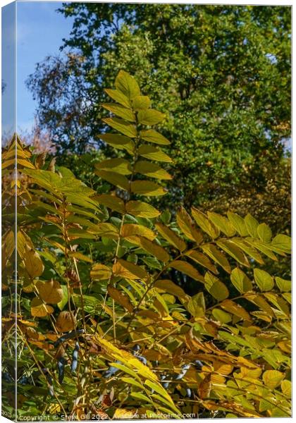 Leaves on an Autumn Japanese Angelica Tree. Canvas Print by Steve Gill