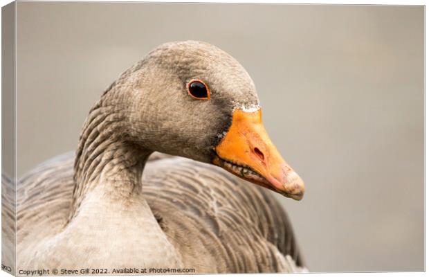 Typical Bulky Adult Greylag Goose with a Large Orange Beak. Canvas Print by Steve Gill