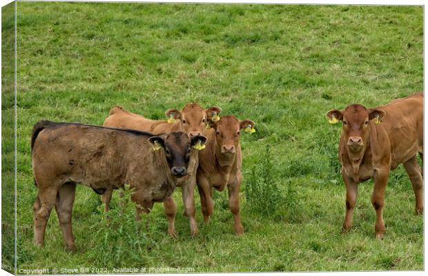 Young Brown Calves Wearing Double Identification Ear Tags Standing in a Field. Canvas Print by Steve Gill