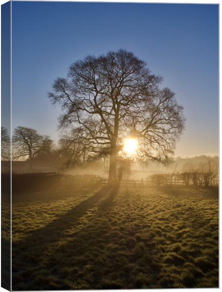 Morning Sunlight  Canvas Print by Andy Dean