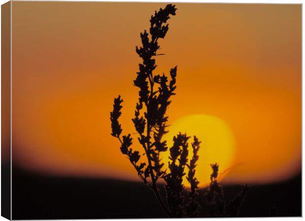 Golden Sunrise with Silhouette of a plant.  Canvas Print by Andy Dean