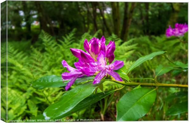 Enchanting Rhododendrons Canvas Print by RJW Images