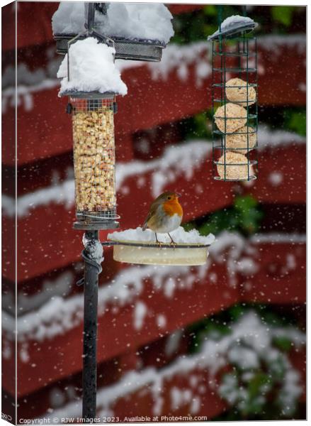 Robin on a Snow Covered Bird Feeder Canvas Print by RJW Images