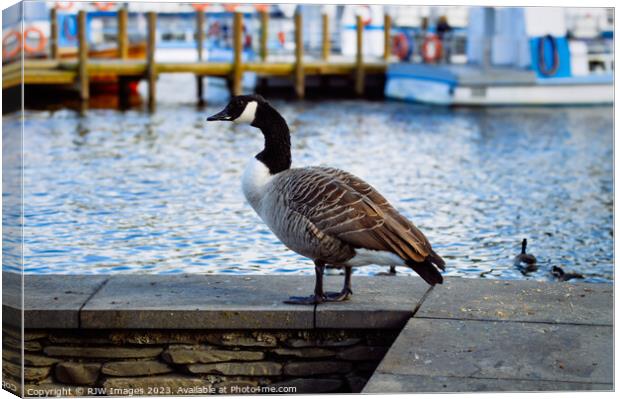The Canadian Goose Canvas Print by RJW Images