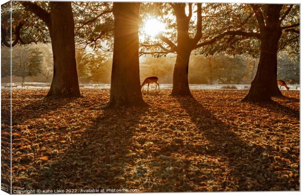 Autumn Grazing Deer  Canvas Print by Kate Lake