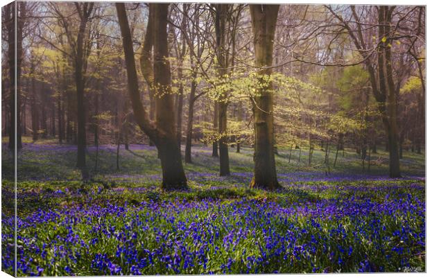 Shady Bluebell Glade Canvas Print by Kate Lake