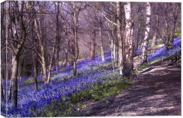 Bluebell Slope Walkway Canvas Print by Kate Lake