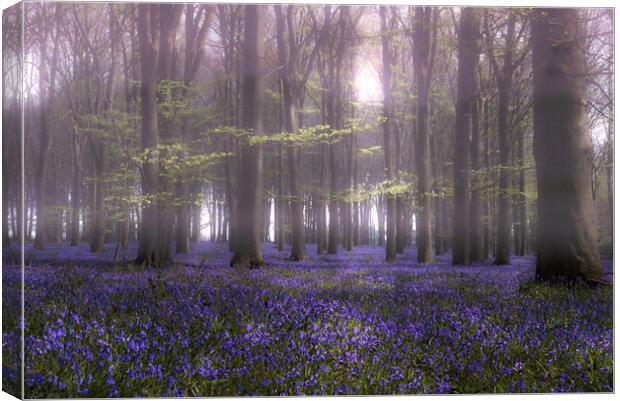 Enchanted Bluebell Glade Canvas Print by Kate Lake