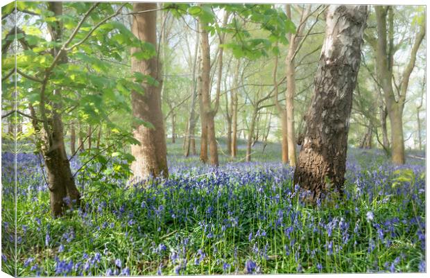 Kent Bluebell Glade Canvas Print by Kate Lake