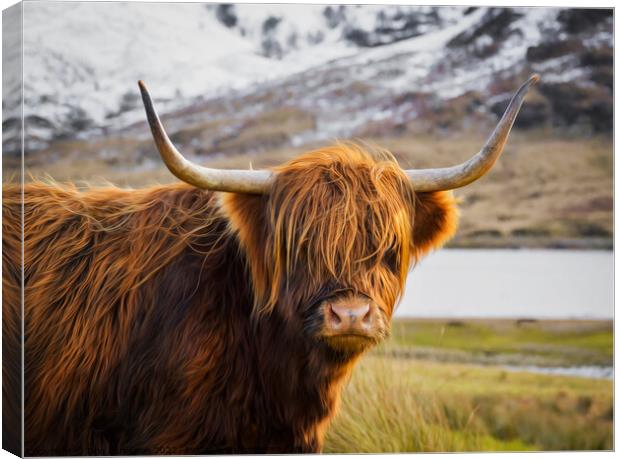 Highland Cow Canvas Print by Don  Lumsden 