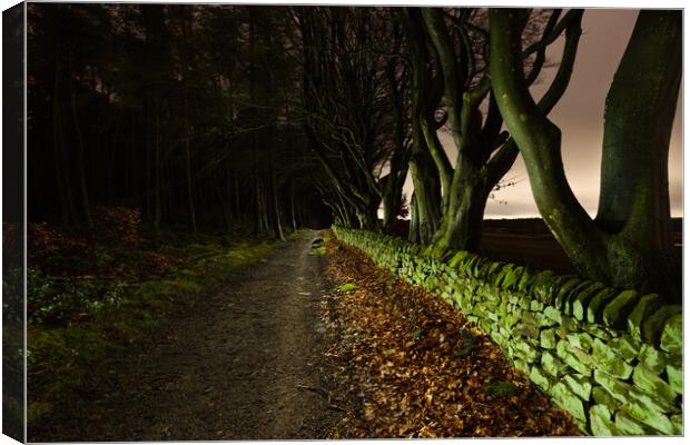 Tree Lined Path Canvas Print by Tim Gamble