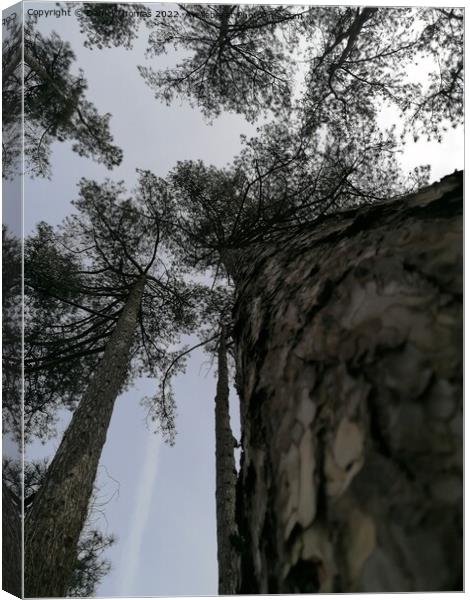View from below the tree top Canvas Print by Daniel Thomas