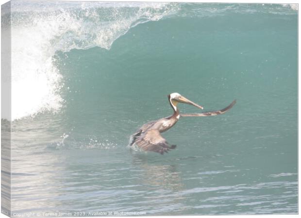 Pelican in waves  Canvas Print by Teresa James