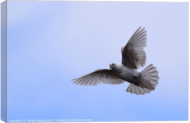 white dove in flight  Canvas Print by Teresa James