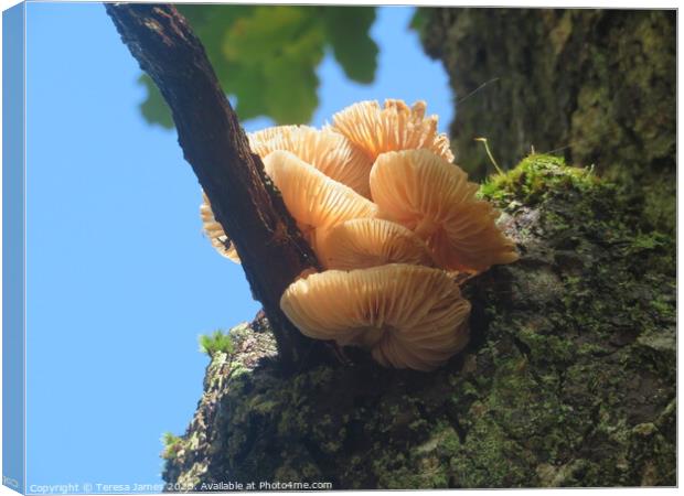 Mushroom in a tree  Canvas Print by Teresa James