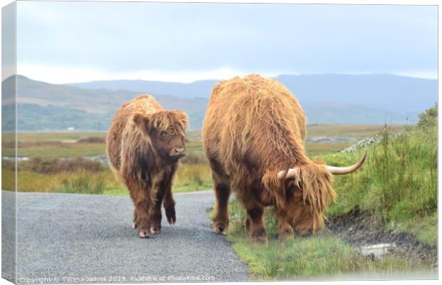 Highland cow and calf standing on a mountain road Canvas Print by Teresa James