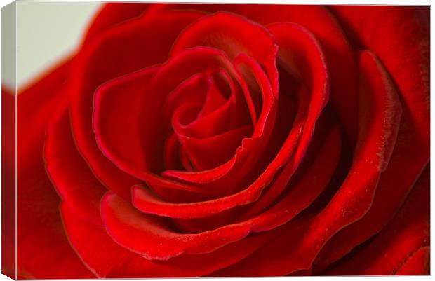 Red Rose Canvas Print by Chris Walker