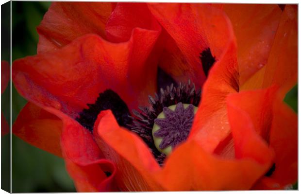 Peeking Poppy Canvas Print by Chris Walker