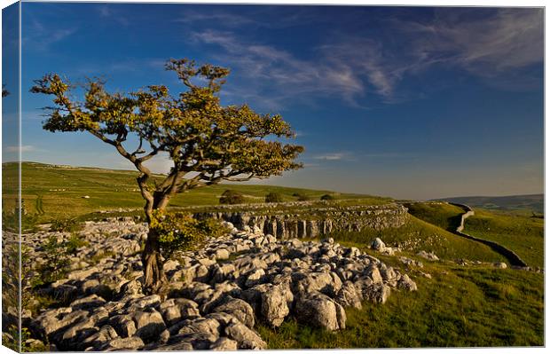 Conistone Tree Canvas Print by Chris Walker