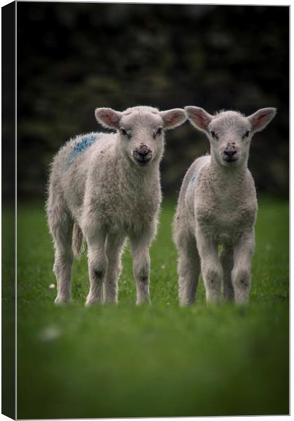 Spring Lambs Canvas Print by Chris Walker